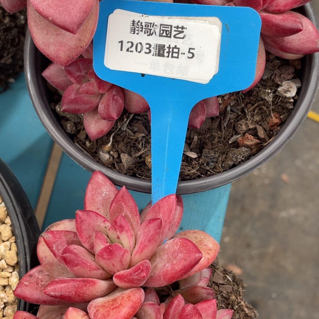 1203-5-潜力股赫菲斯托一颗