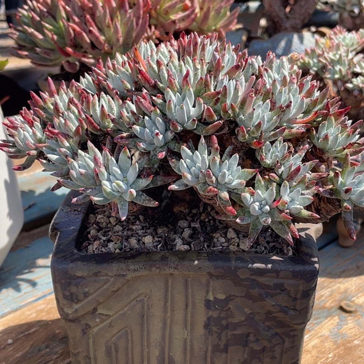 【闪购商品】子*白菊杂交