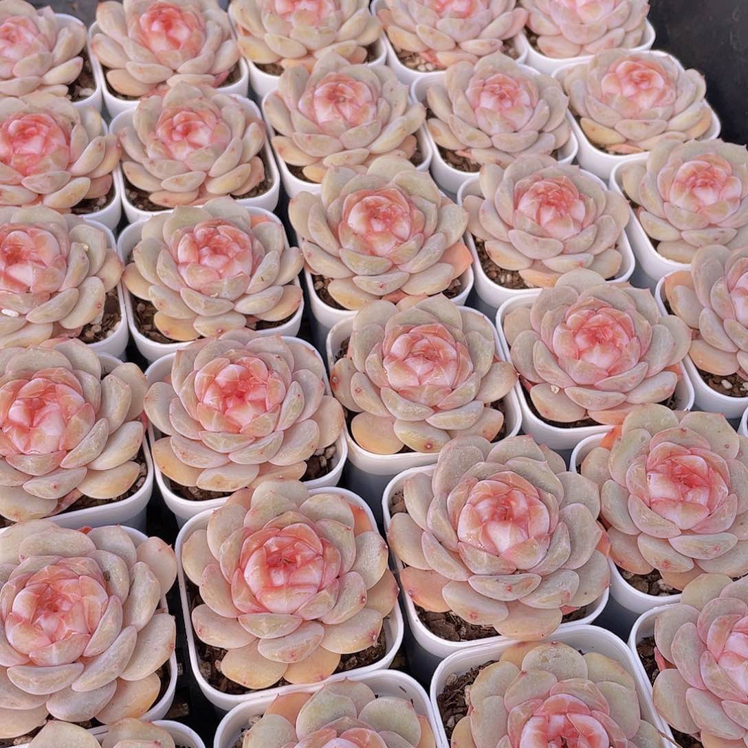 量拍144号 桃心珍妮单头一个