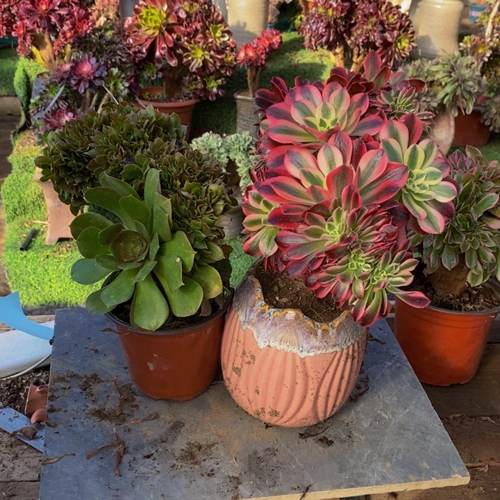 粉女巫➕柠檬玫瑰缀化1颗