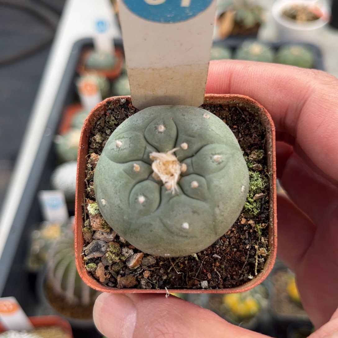 61实生仙人球带盆带土发货