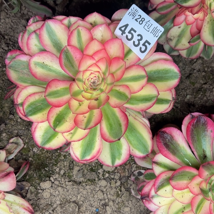 4535南倾城多肉植物