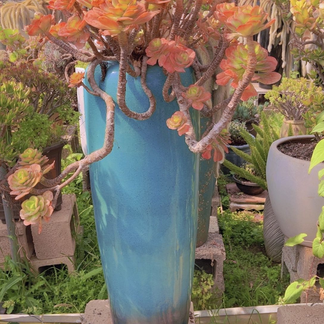 春****?多肉植物8888888888