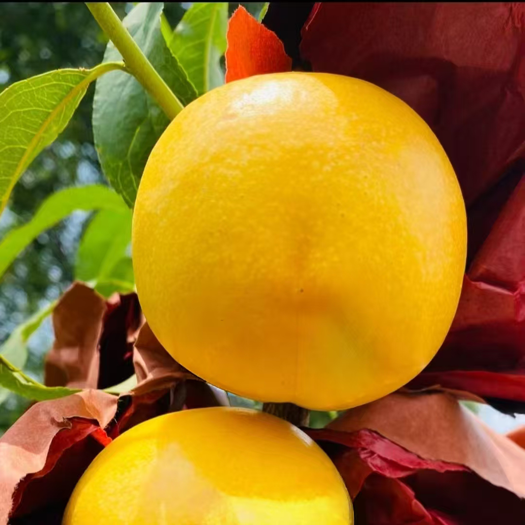 6-5黄肉油桃桃树苗果树 顺丰包邮