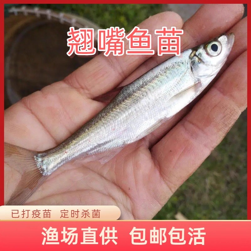 翘嘴鱼  耐活易养  鲜活淡水鱼