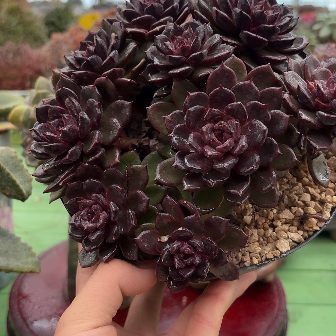 多肉植物啦啦啦啦啦