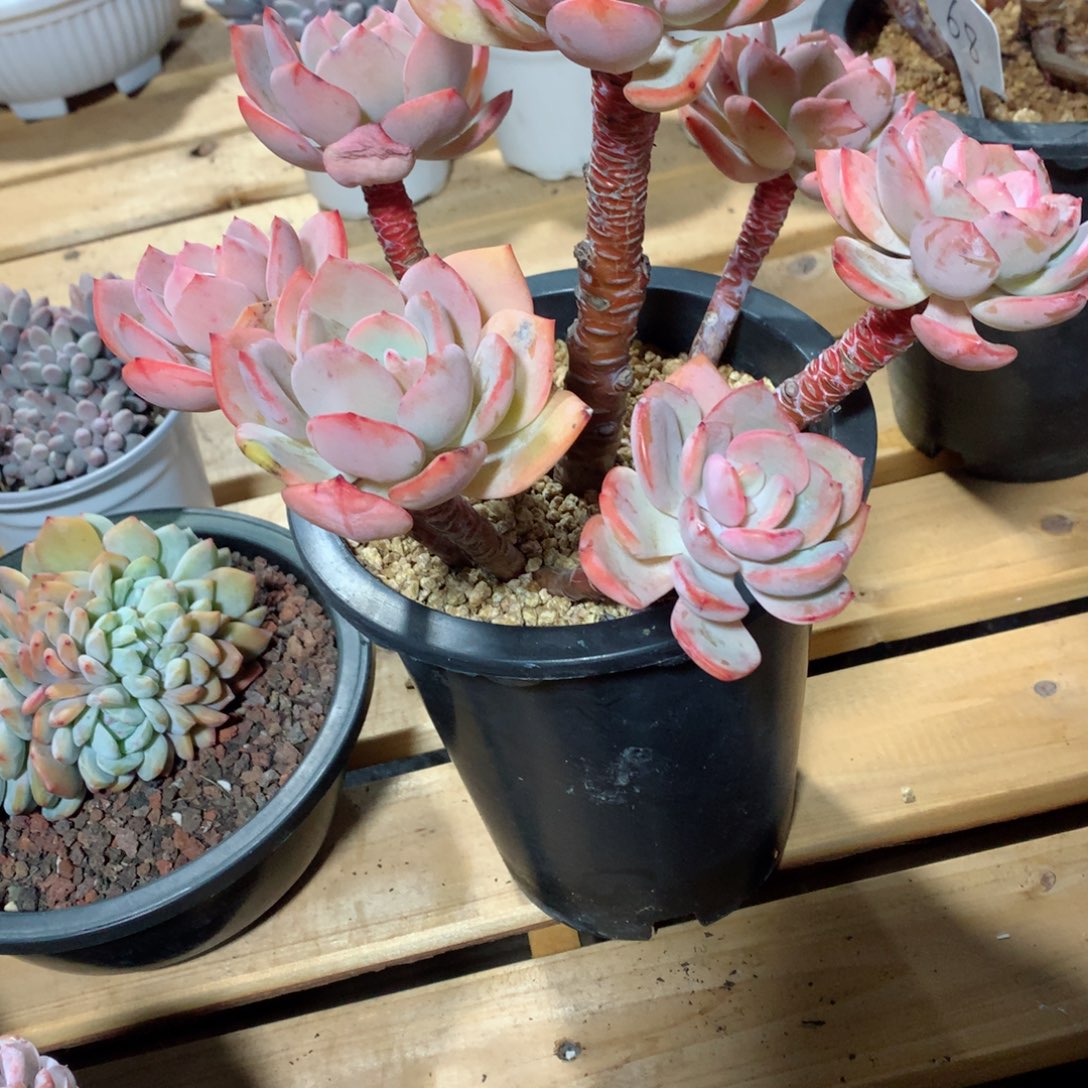 多肉植物白月光多肉植物