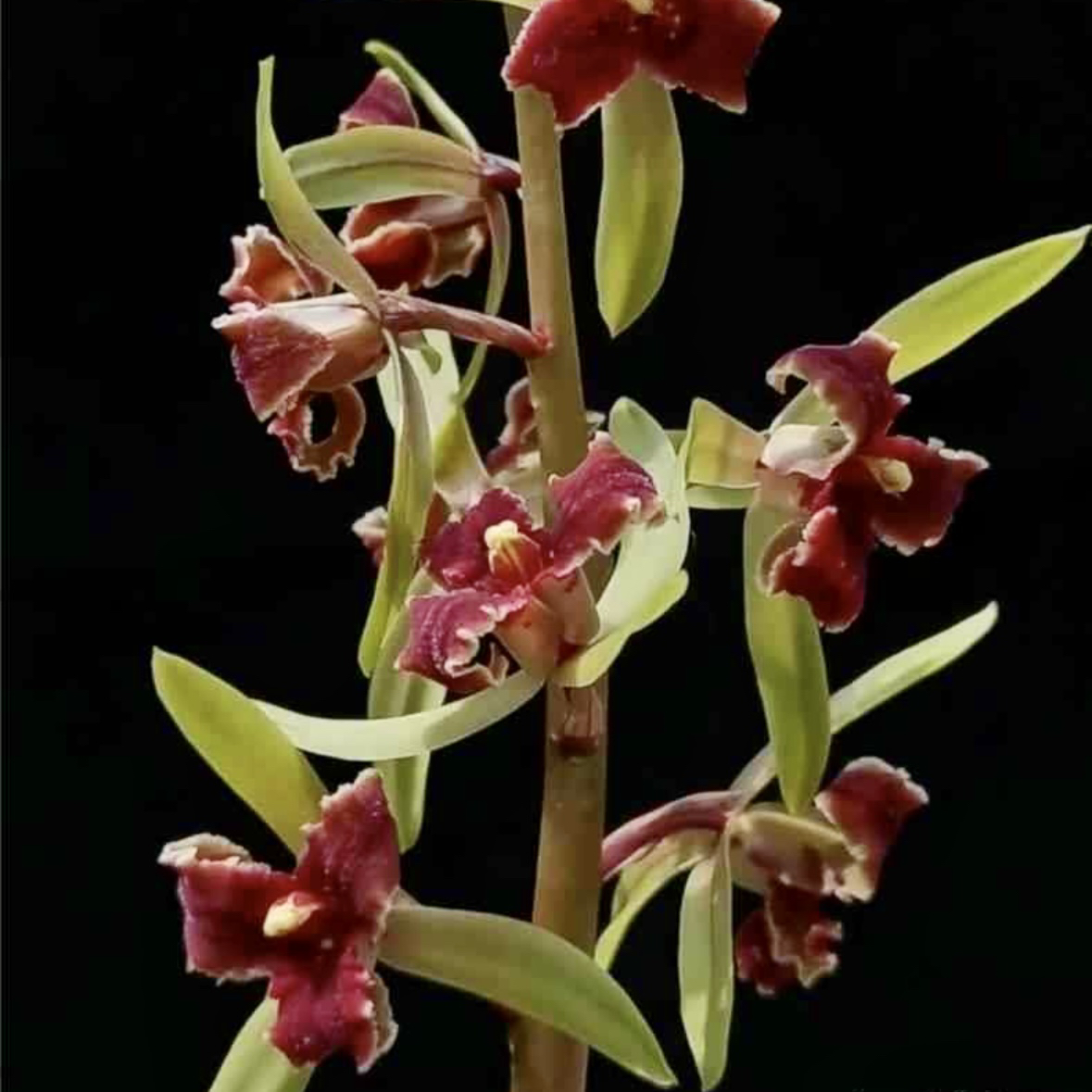 【红素三星】惠兰名品 老种2苗 高端兰花 花开浓香