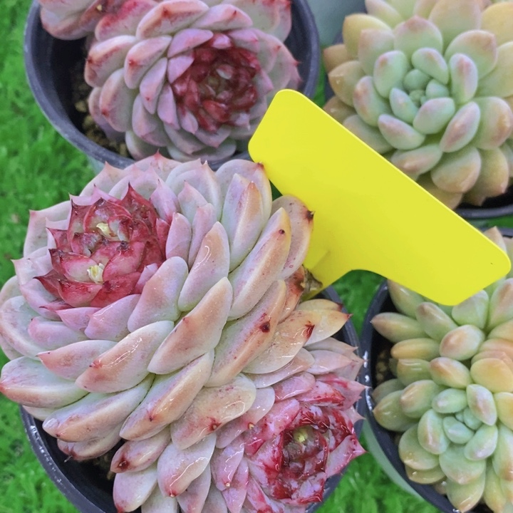 多肉植物，开心多肉