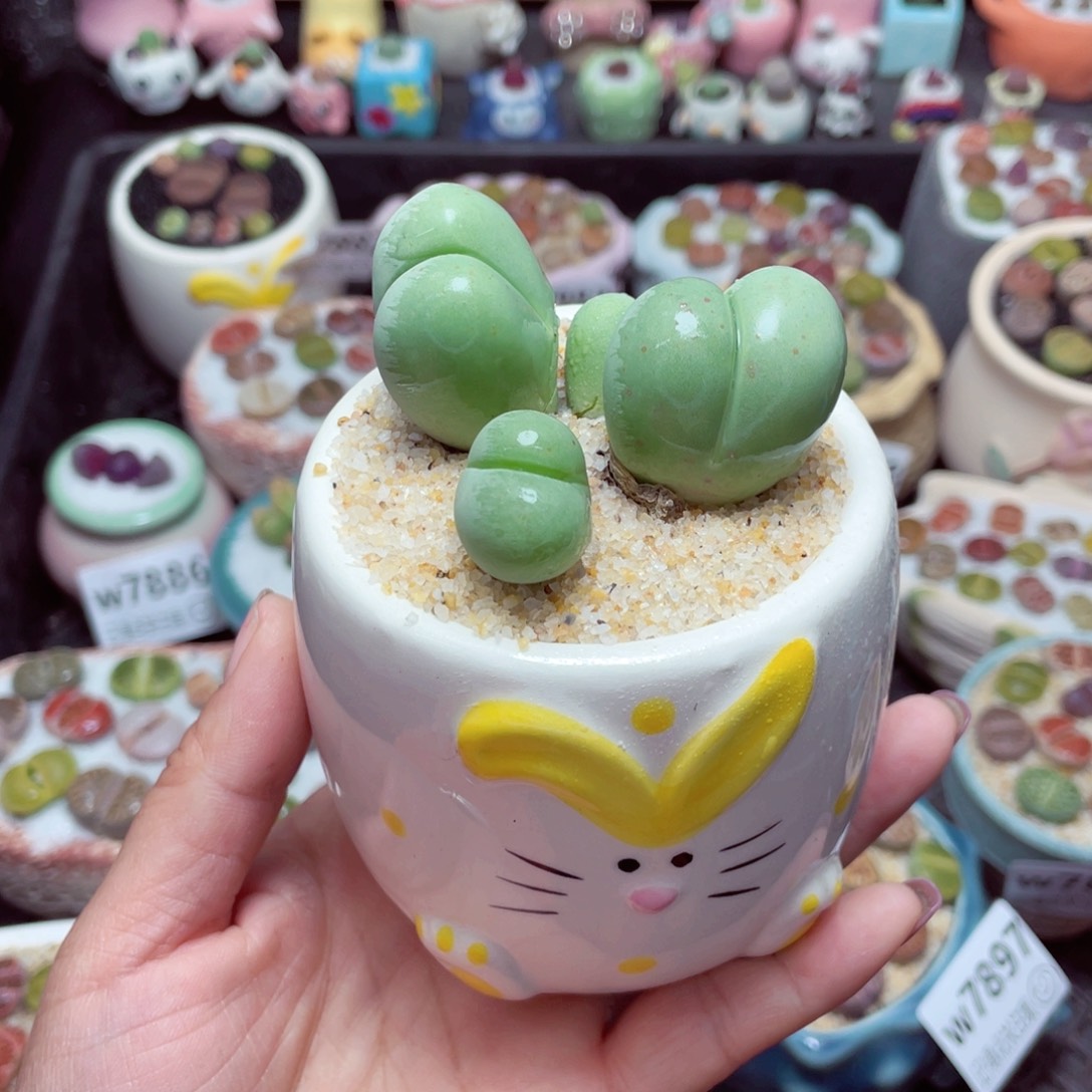 w7898 -零下地区拍保温箱-15支持寄养