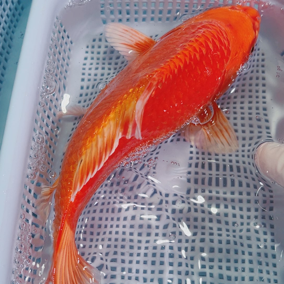 锦鲤锦鲤冷水鱼观赏103