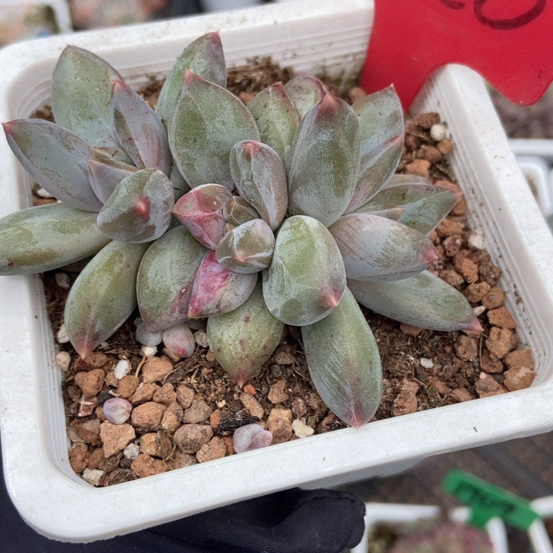 720重楼多肉植物多肉