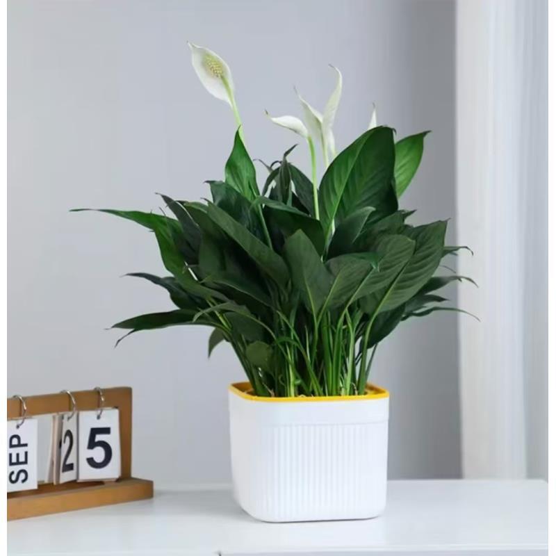 白掌盆栽一帆风顺好养花卉客厅四季长青空气净水培植物办公室内2