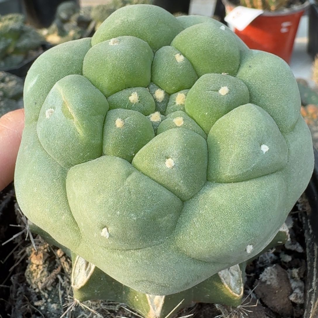 【闪购商品】大尤鲜816