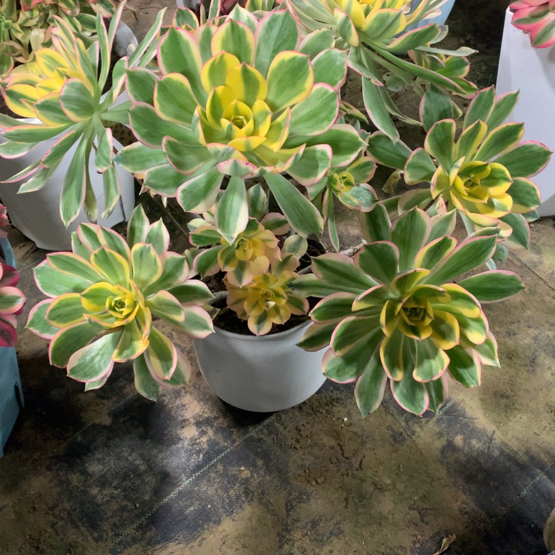 灿烂老桩丛林法师