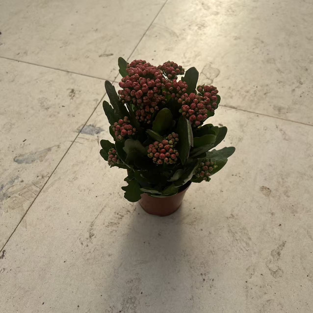 糖果长寿花盆栽室内阳台好养盆栽