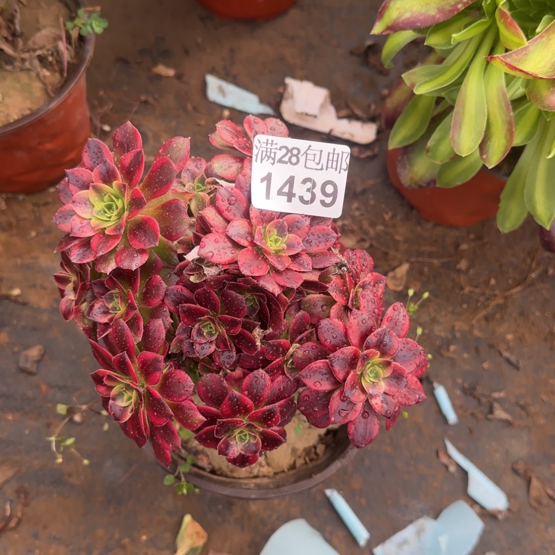 安娜多肉1439满28包邮断枝不包