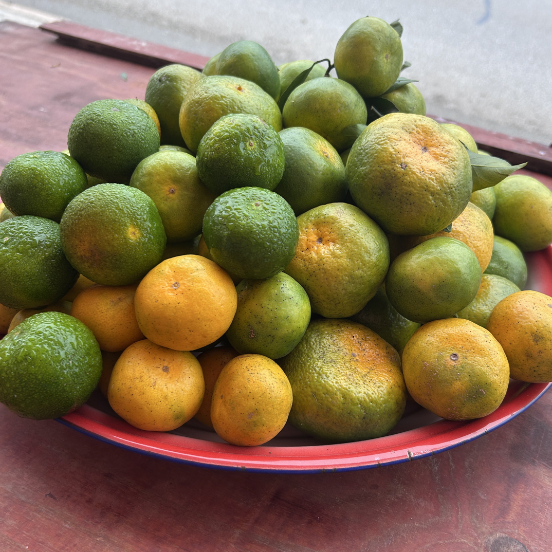 柑子李家河蜜橘宣恩李家河特产蜜橘新鲜现摘