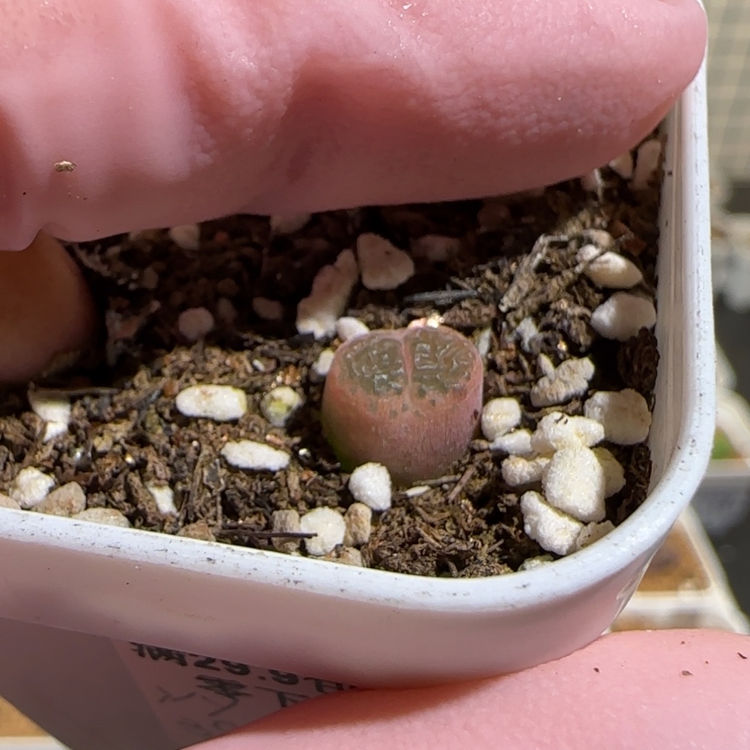 哦****肉锥多肉植物组合-130