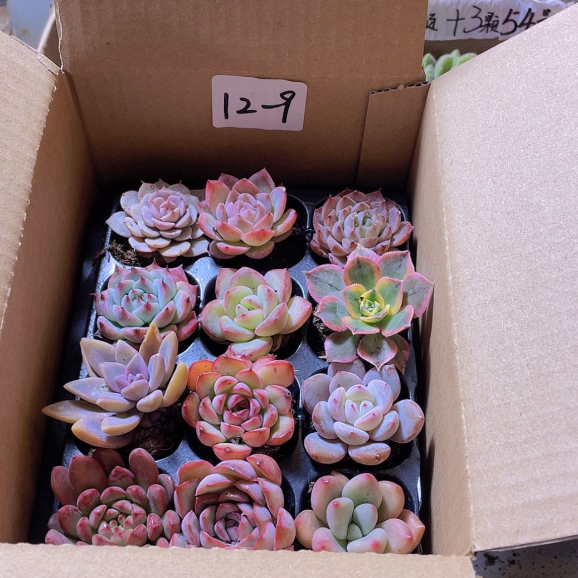 【闪购商品】12颗-9