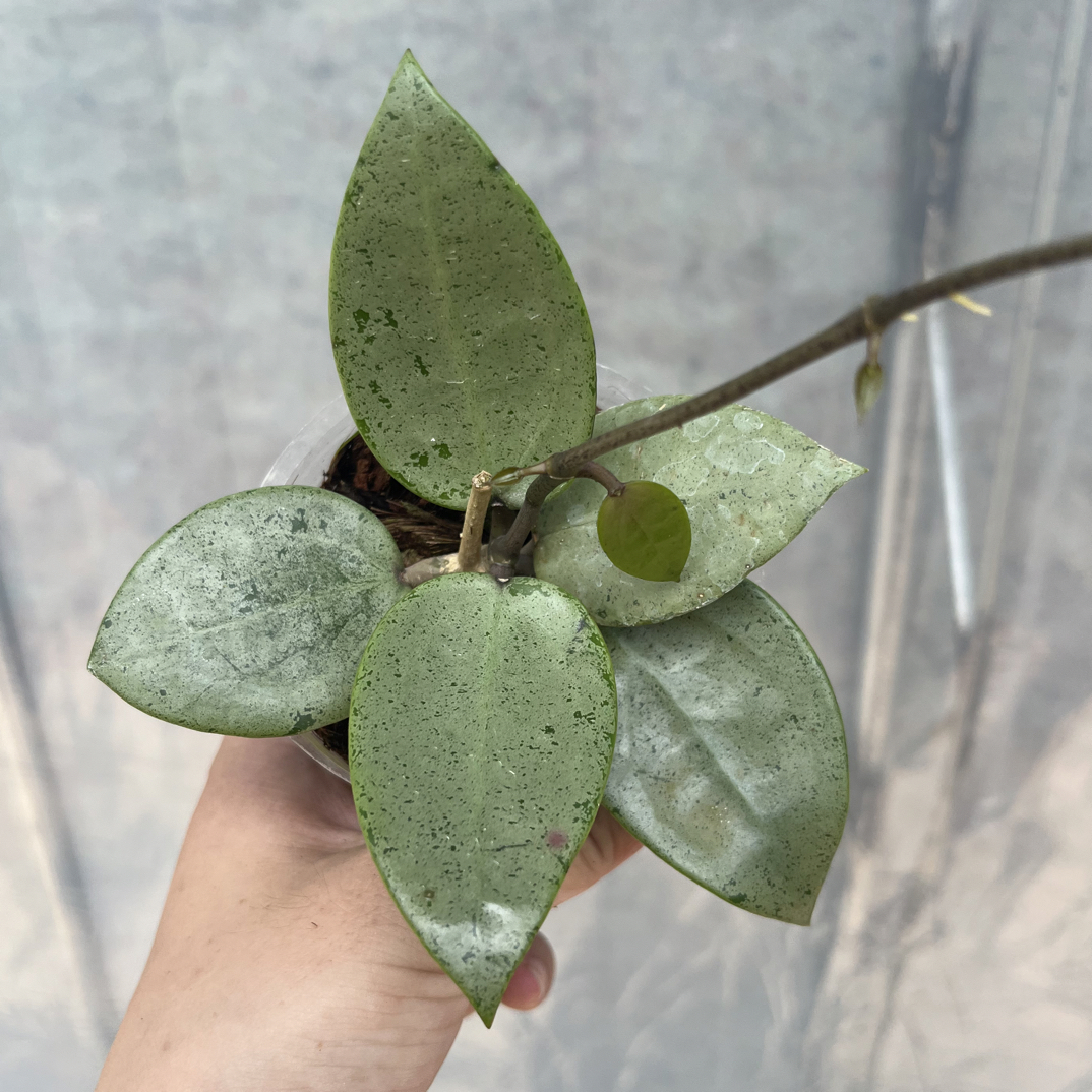 全银梅芯球兰/银心球兰(hoya Heart Silver)