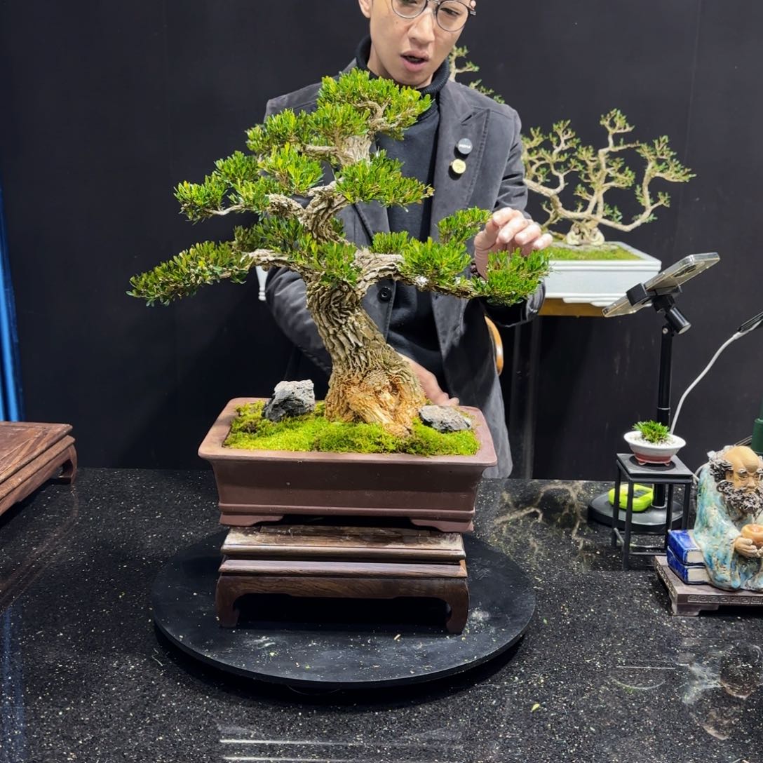 黄杨室内室外盆景艺术