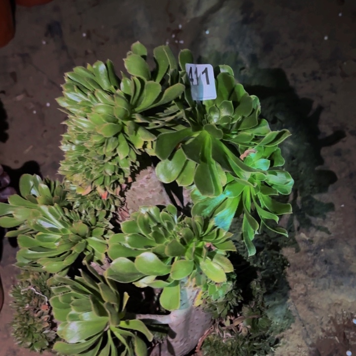 411夕颜多肉植物不售后中班