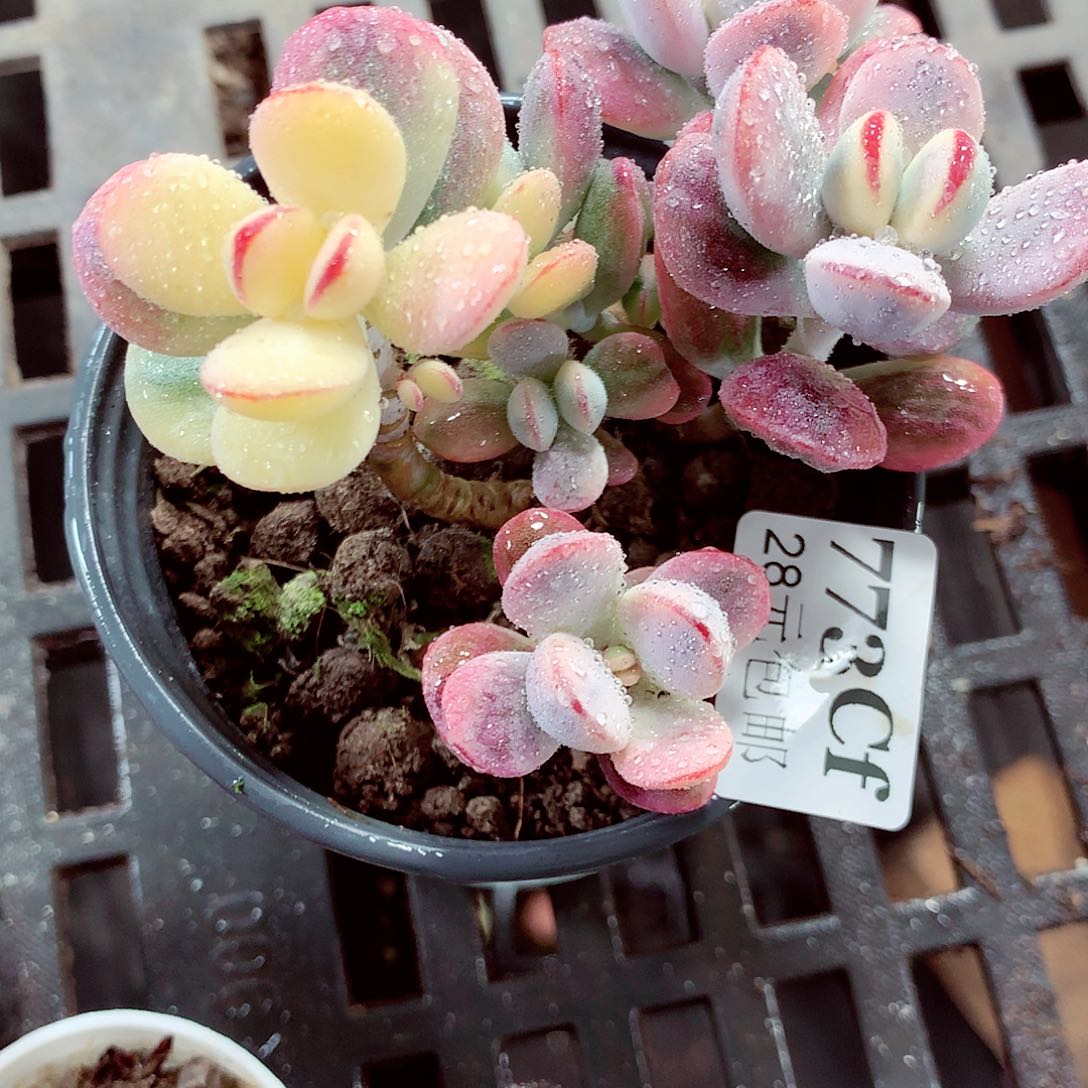 5厘米盆精控多肉773