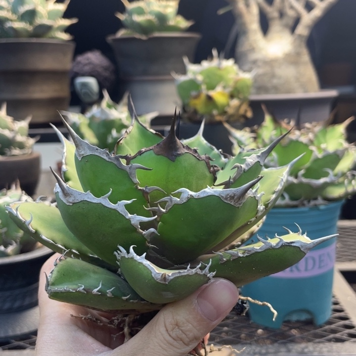 【闪购商品】菩提。  露养