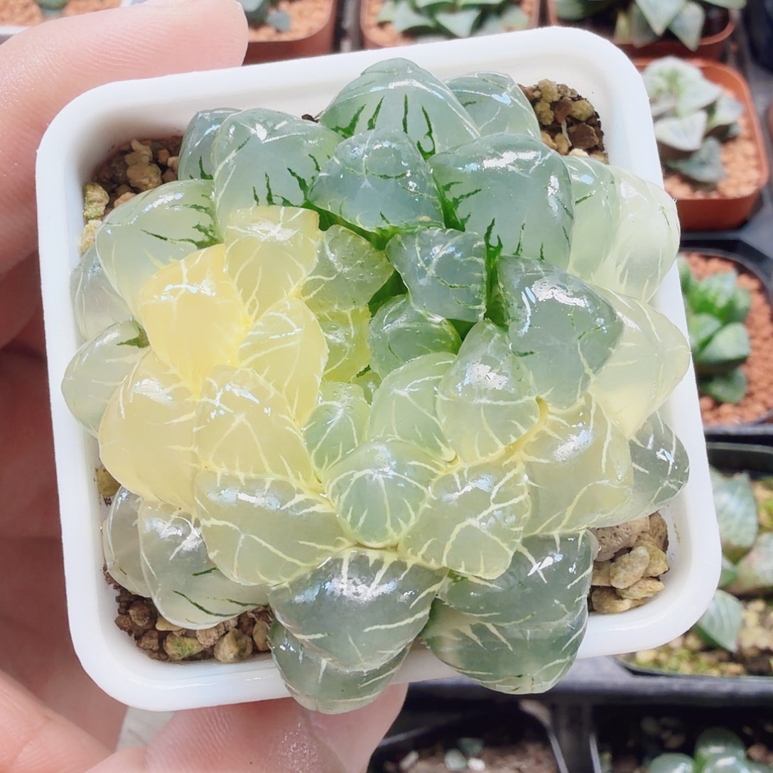 十二卷福利实生冰灯锦