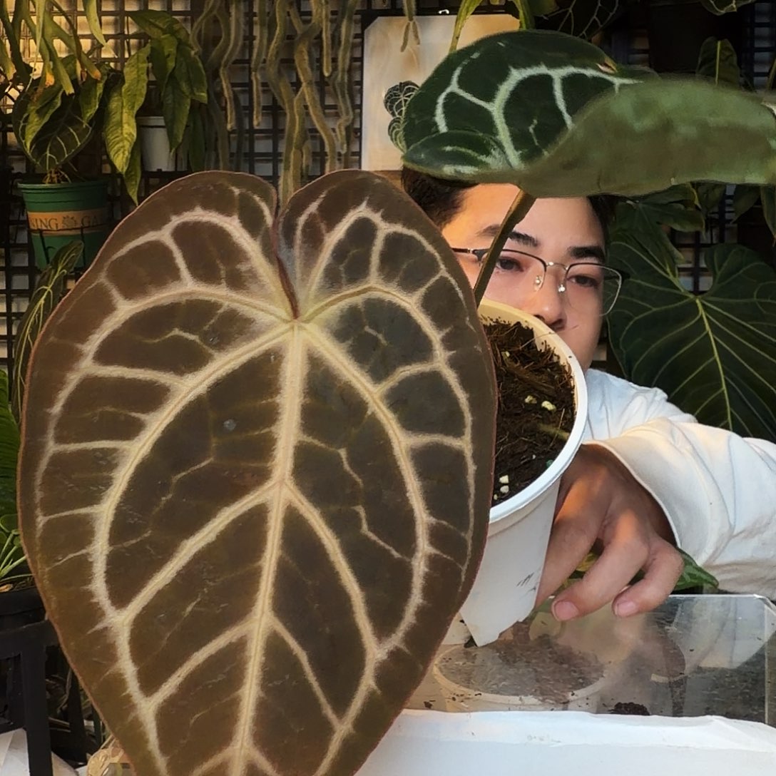 完全开放D85撕裂银狂