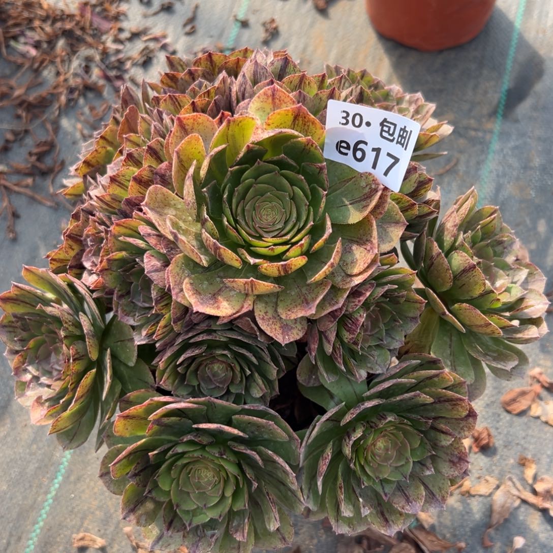 617万拉多肉法师