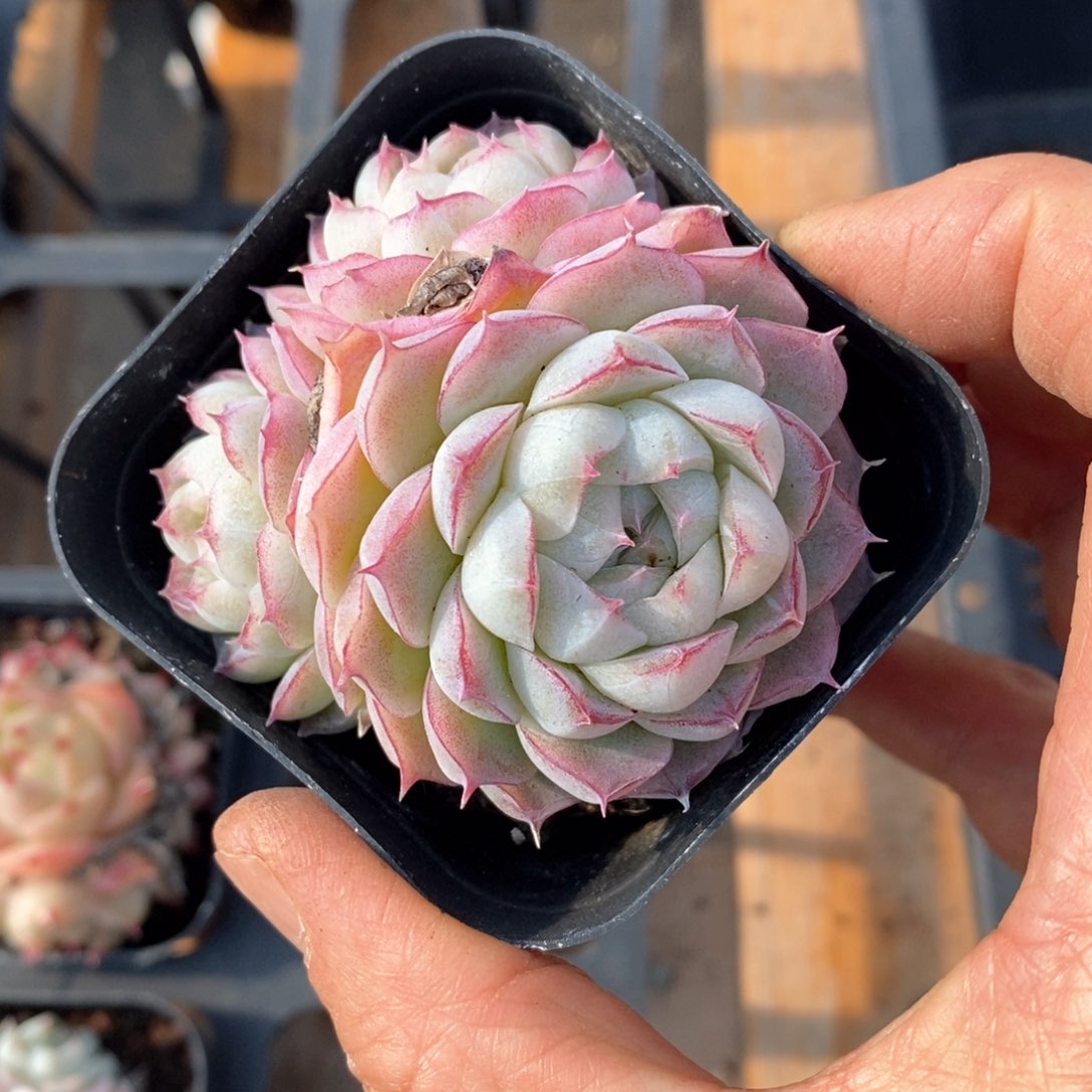 精品多肉一物一拍不包整109