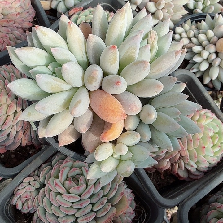 所罗门多肉植物精品