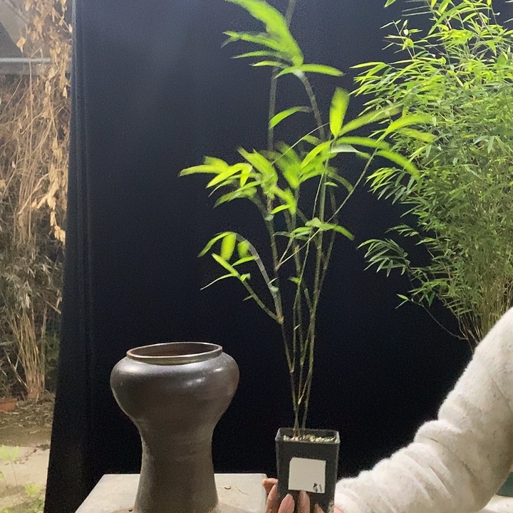 完全开放内门竹内门竹内门竹