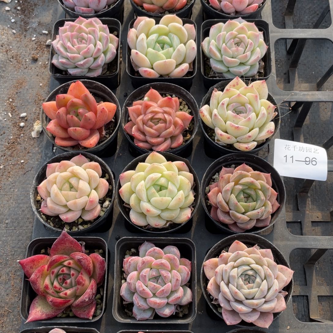 一物一拍18棵11-96