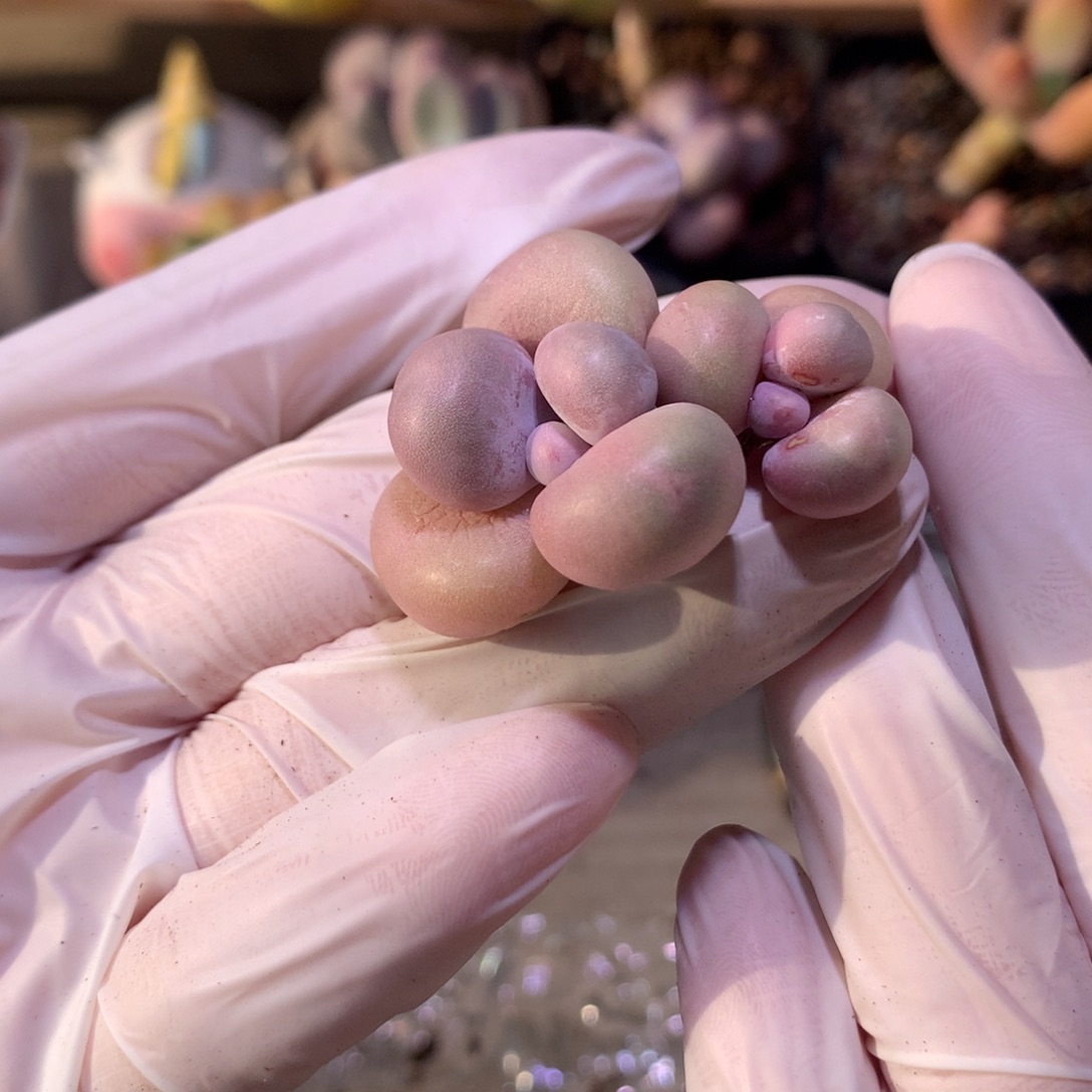 奶酪多肉，水光针奶酪