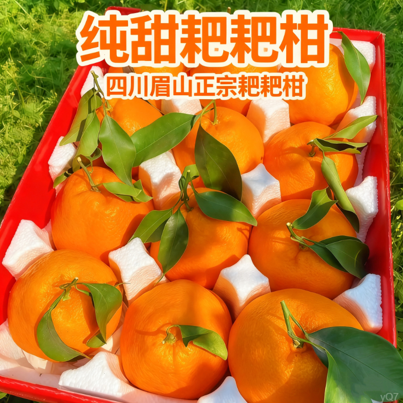 【现摘现发】四川耙耙柑纯甜爆汁橘子新鲜水果丑桔橘超甜维c正宗柑