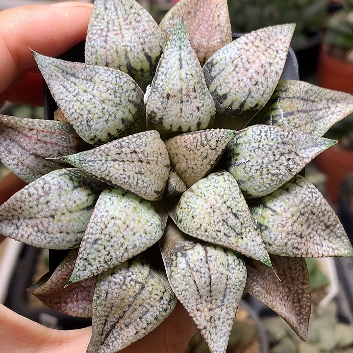 实生白银带盆土发货tonk