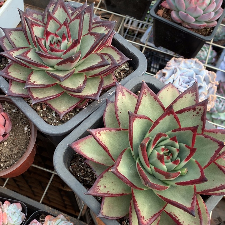 乌木多肉植物两单包邮