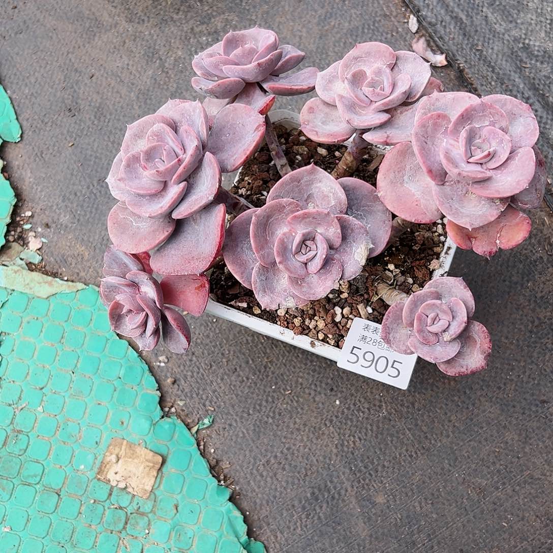 9号我们的确是一个5905