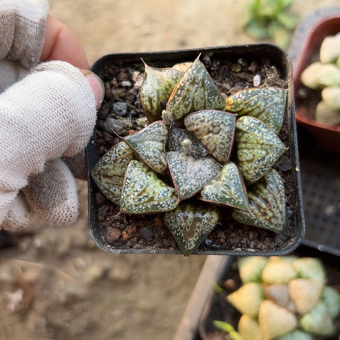 烟***?花朵哦希望我们摸摸呃呃呃