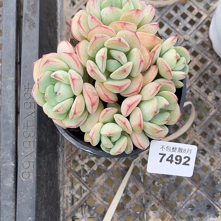 阿雅园艺。     7492香草
