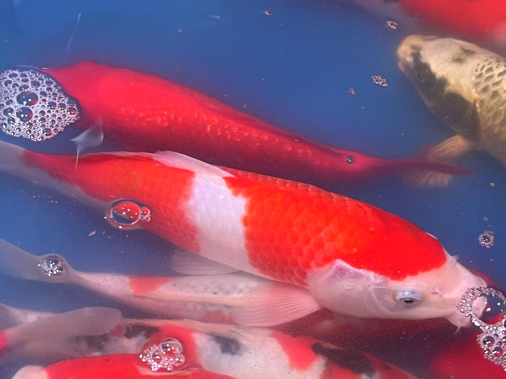 纯种红白大正三色锦鲤活体冷水观赏鱼淡水鱼好养耐活zb