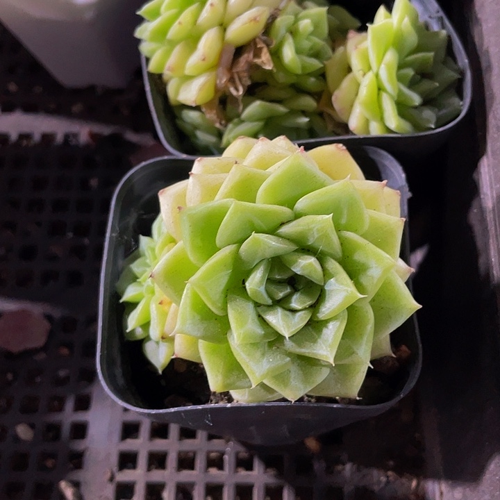 6.5方白天鹅带哦土发