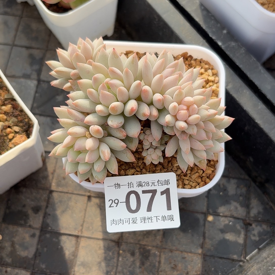 明珠无盆无发货无