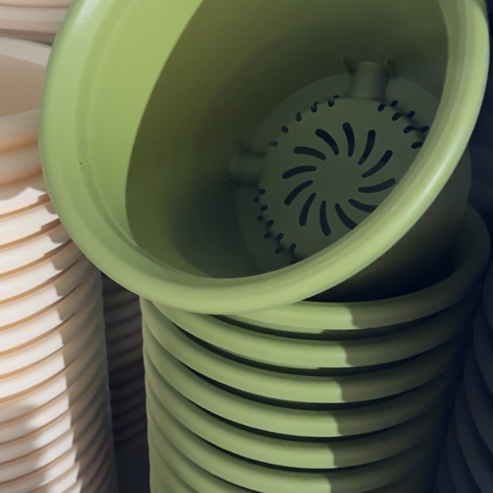 四季6号果绿无托7个特价微瑕