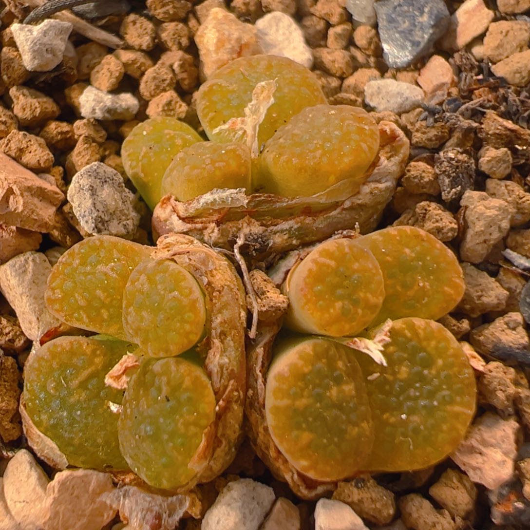 39多肉植物百科知识
