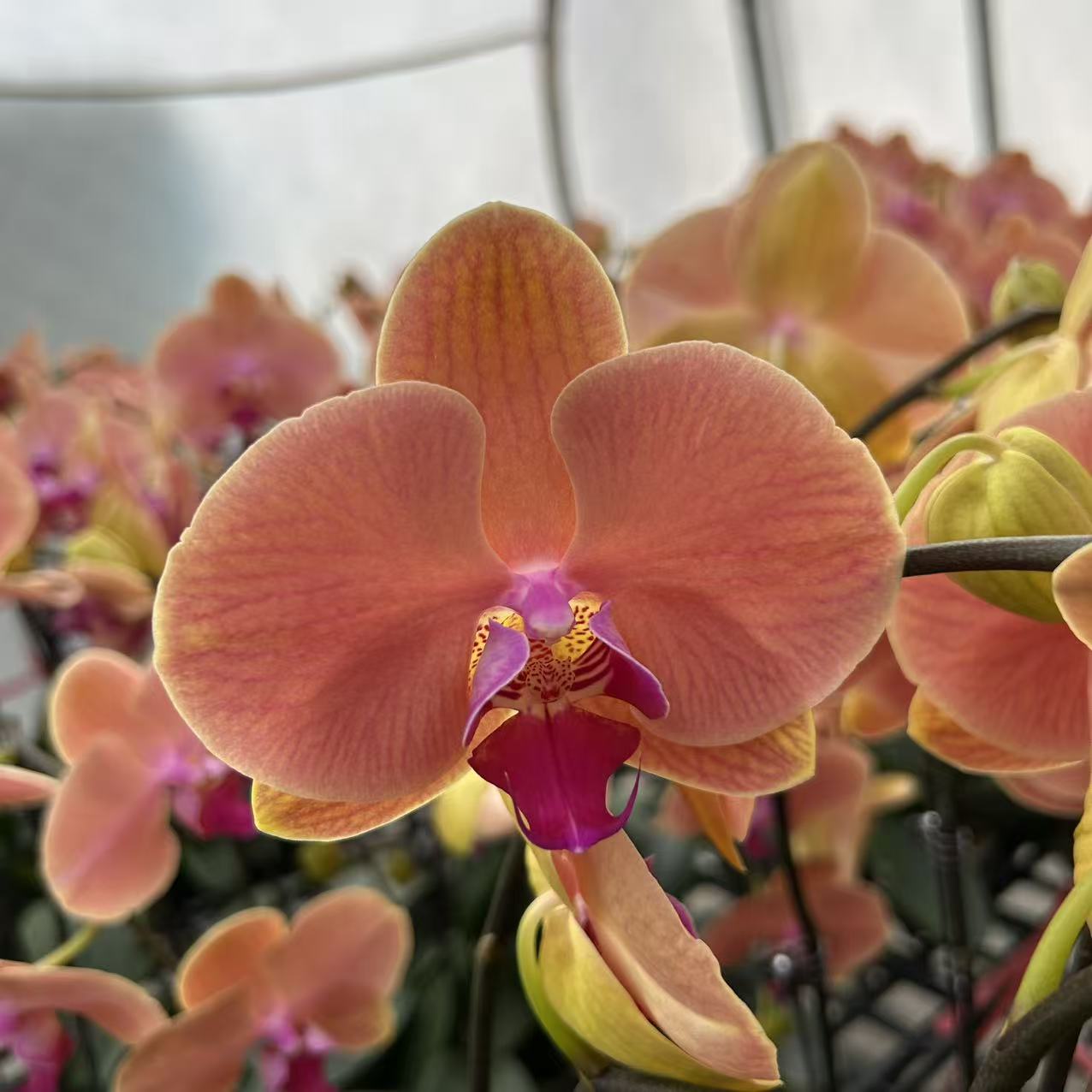 【夕阳】蝴蝶兰 橙色中花型 四季花 室内花精品 