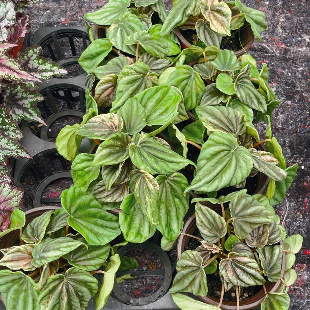 完全开放变色椒草